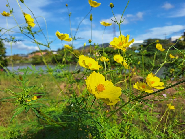 10月15日 朝酌川フラワープロジェクト通信108 ～コスモス咲いてますよ