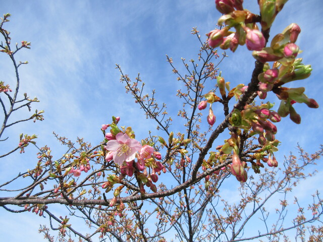 IMG_5560.JPG
