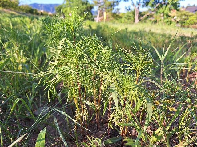20250725_171734.jpg