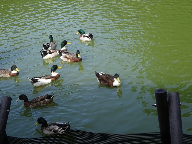 DSC02520.jpg