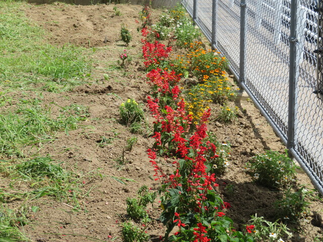 花4.JPG