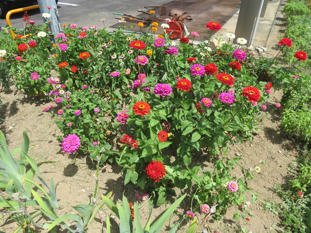 花5.JPG